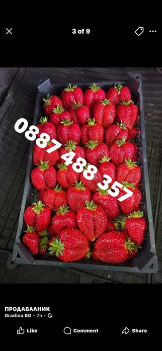 Продавам качествен разсад ягоди