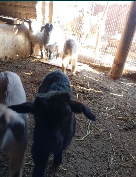 Лақтар сатылады бағасы 15 000