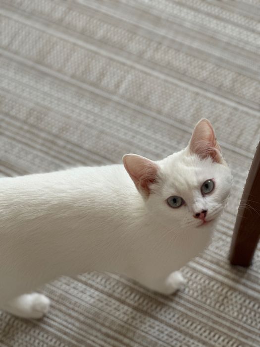 Котик Юки в любящие руки