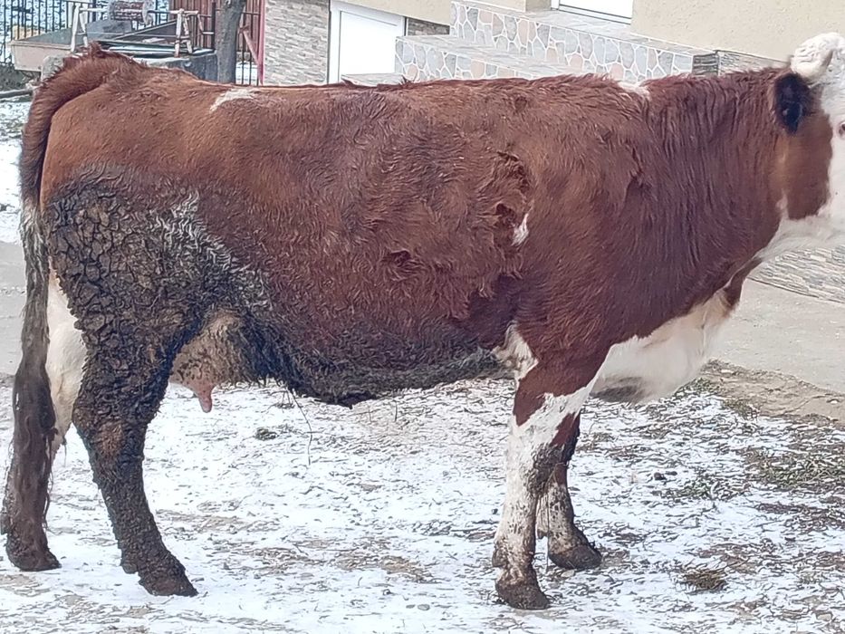 Vând vaca la a 2 fătare