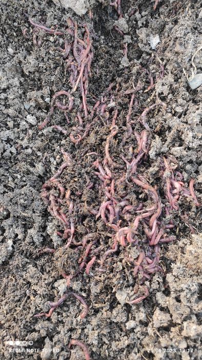 Chualchang ЧУАЛЧАНГ 500 ming 1 kv