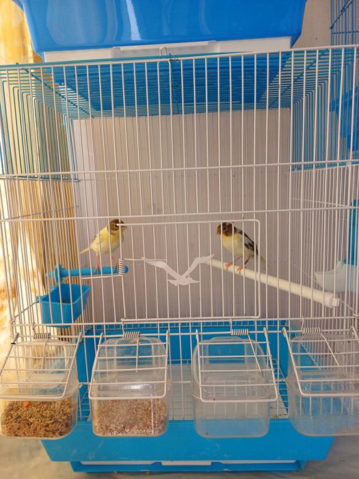 Срочно продаётся Канарейки