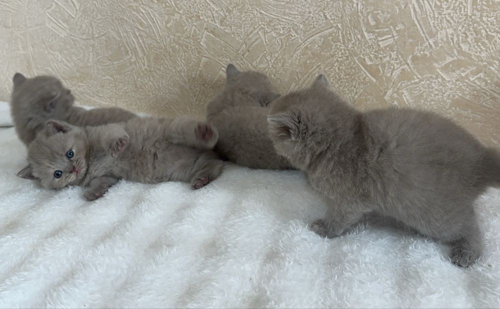 Британские котята