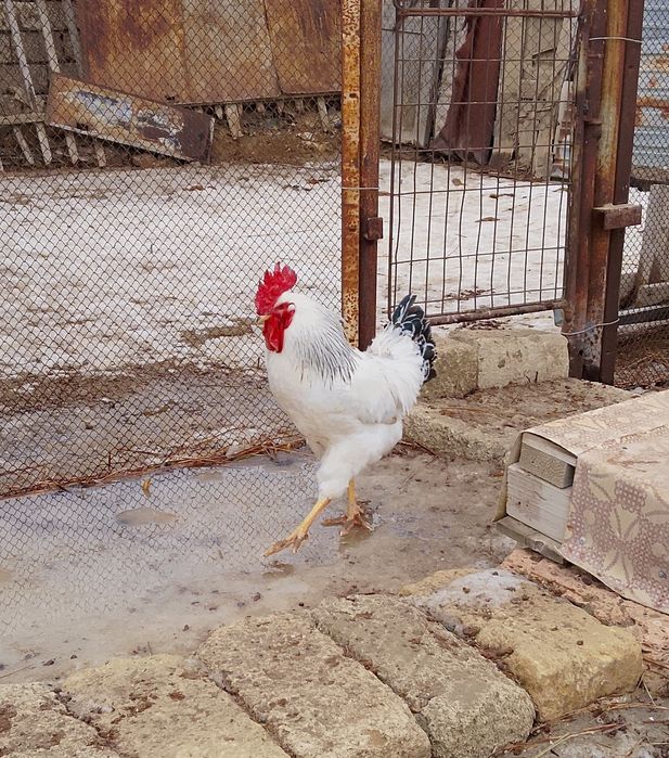 Әтеш сатылады әтеш сатылады