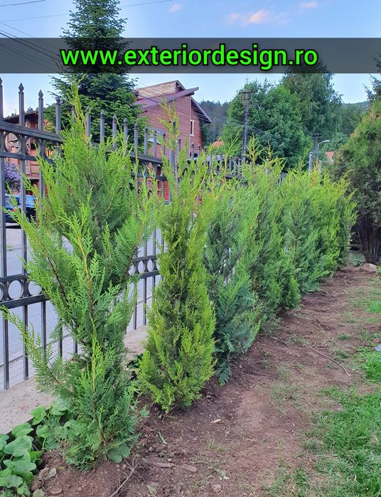 Leylandii gard viu, prețuri avantajoase % Plante ornamentale brazi