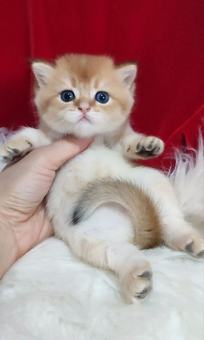 котенок Британец мальчик золотая шиншилла чистокровная