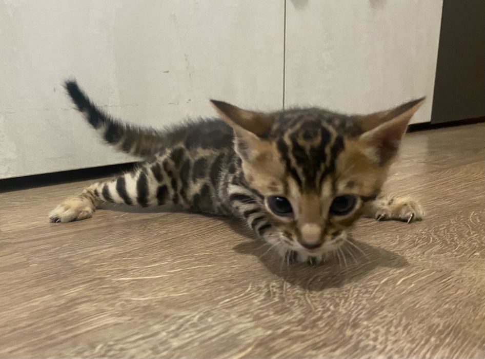 Бенгалски котенца