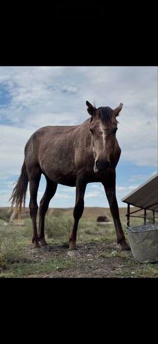 Айфон 15 Pro Max 256ГБ