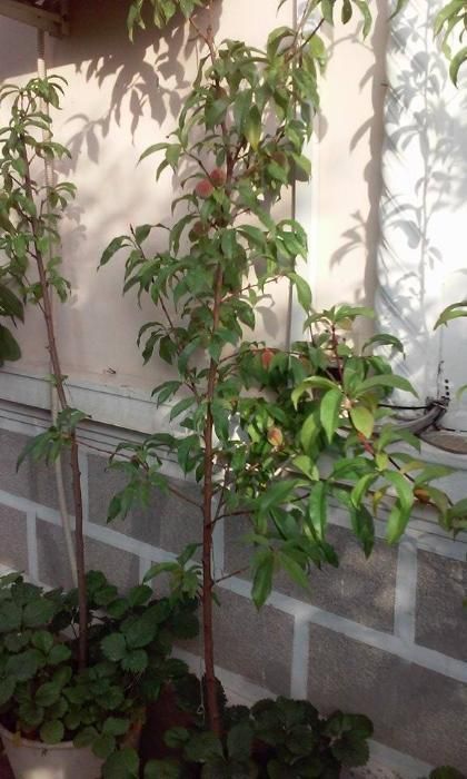 pomi fructiferi in ghiveci