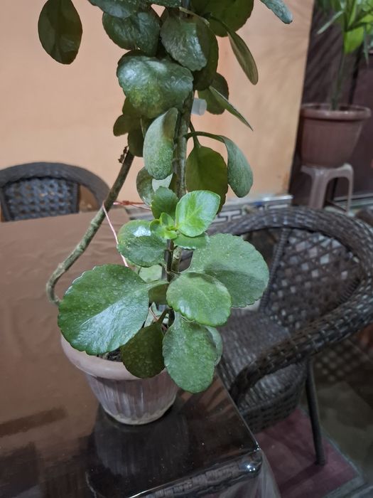 Калахоэ гули     .