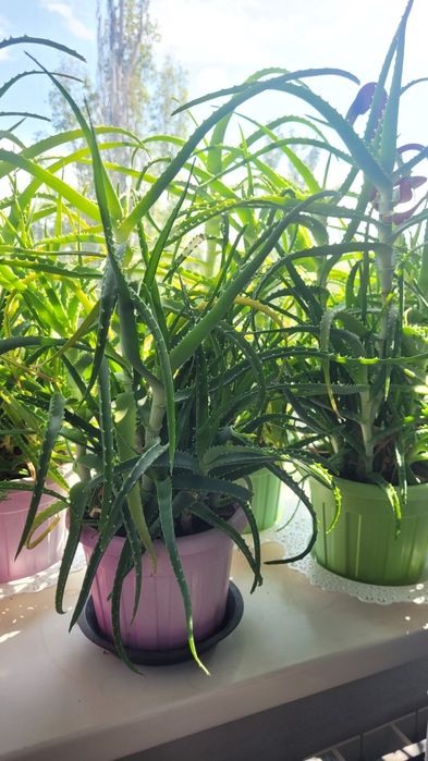 Лечебный алое. 5 л.