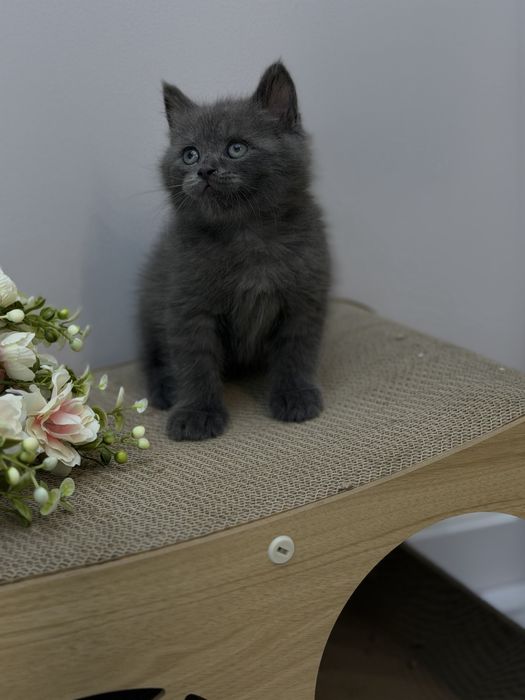 Продается котенок скотиш страйт 1 ,5 месяца бритиш