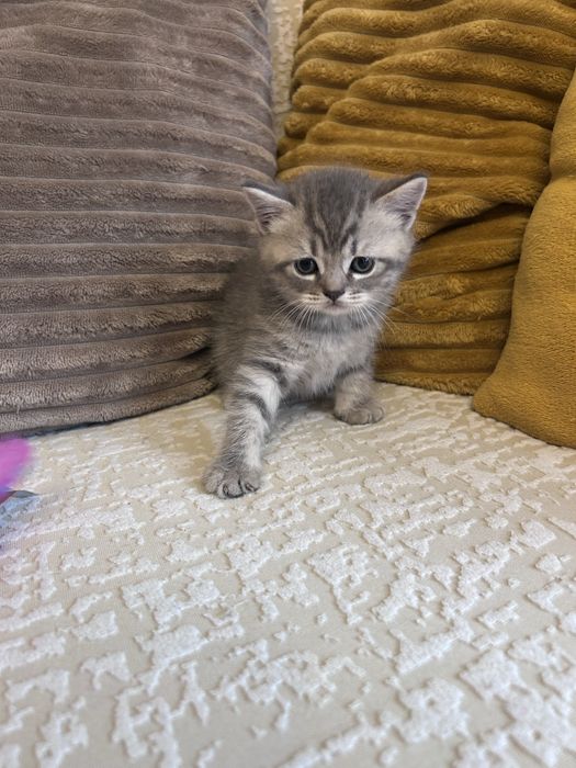 Baietel British Tabby Silver