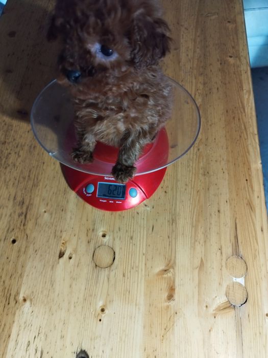 Tea Cup Пуделче лицензиран развъдник  Ред Дог