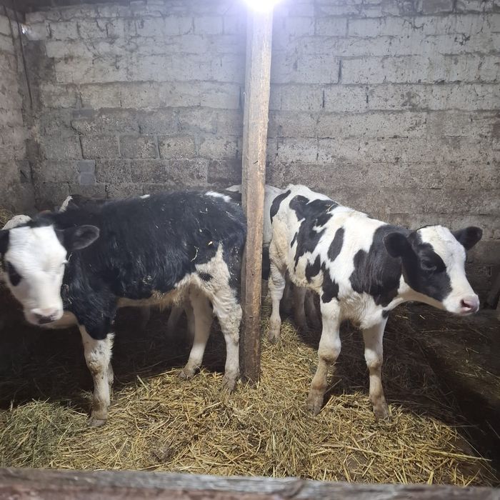 De vânzare Doi Tăurași și tăvițele mai multă treabă la telefon