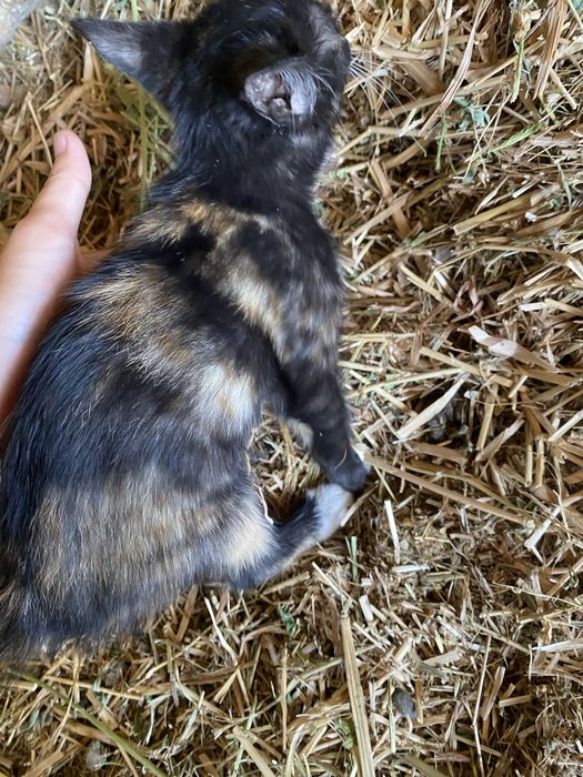 мушукча кизча 2 ойлик