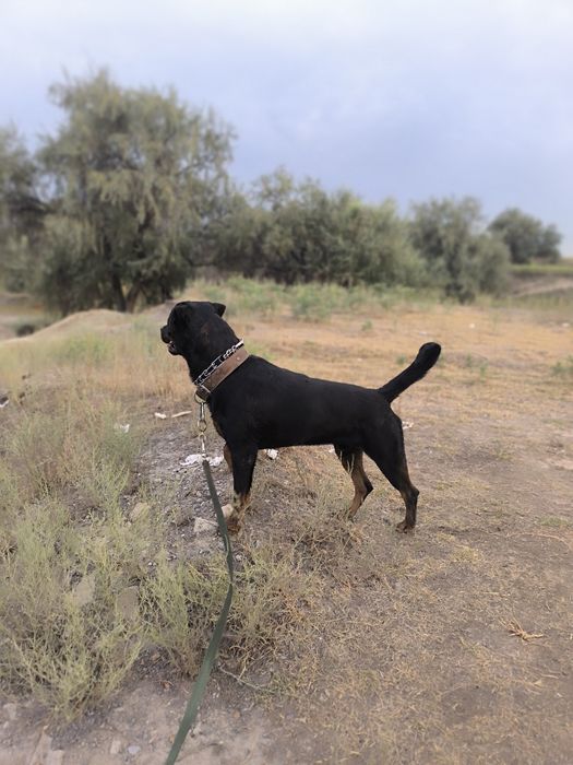 Кабель Ротвейлера вязка