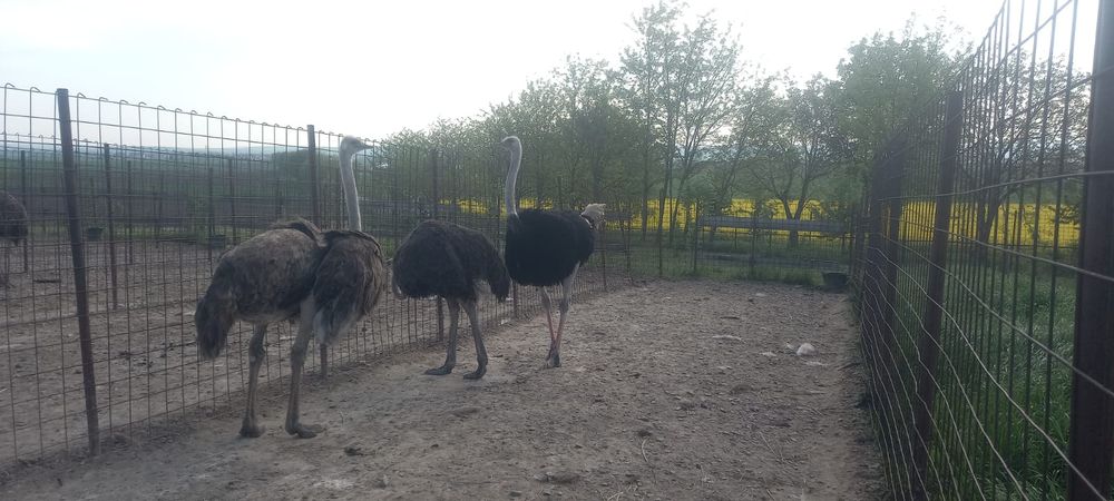 Vând familii de struți