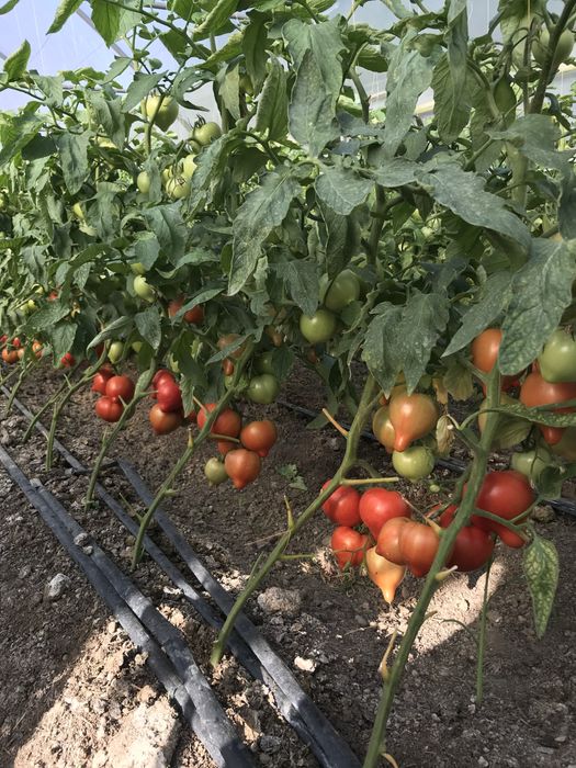 Rasaduri pe comanda !