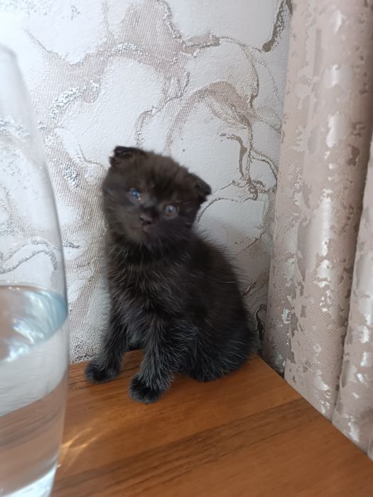 Отдам бесплатно вислоухих котят