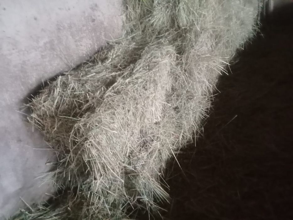 Жонышка кырдын шобы