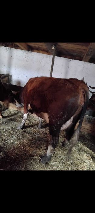 Disponibilă junincă gata de fatat