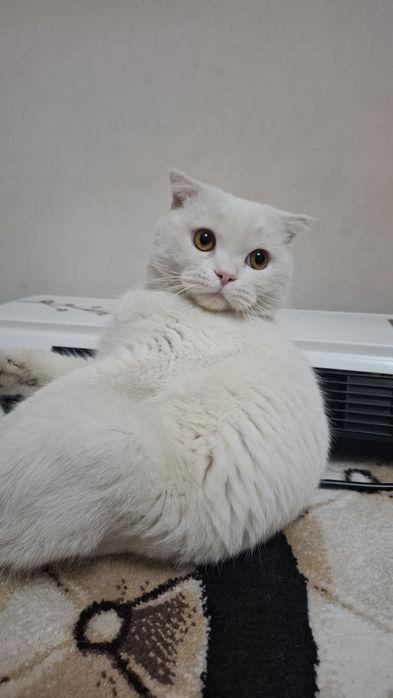 Кот приглашает к себе невеста на вязку