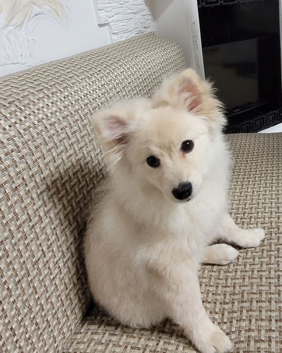 Щенок, немецкий шпиц