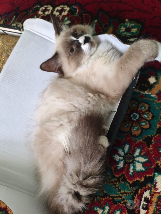 Ragdoll zotliy 4 oylik
