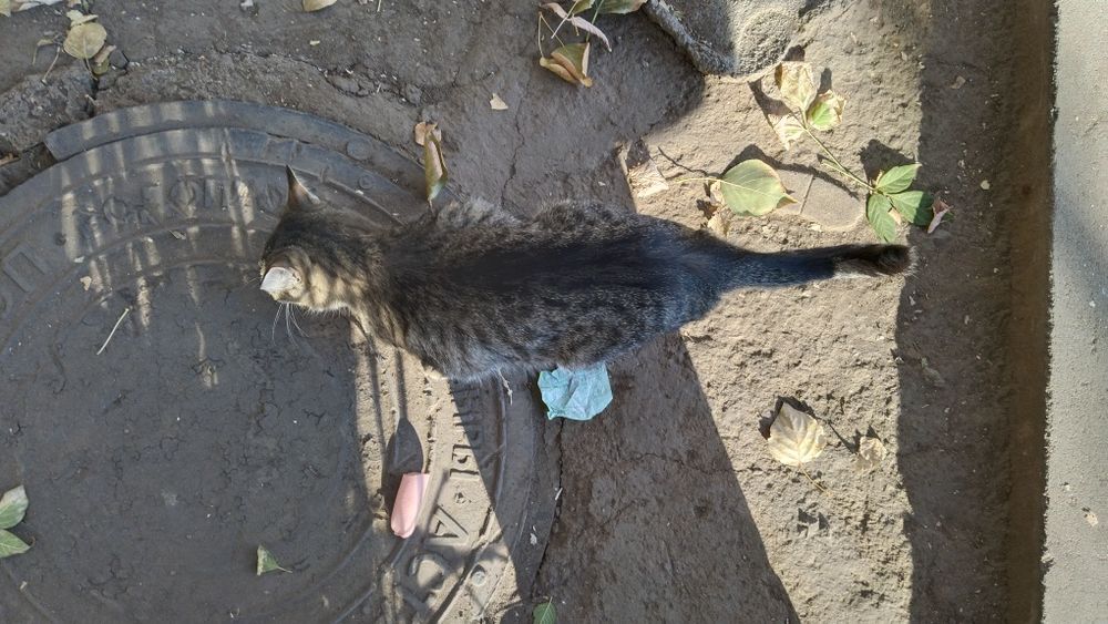 Кошка и деньги на стерилизацию