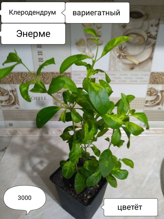 Продам комнатные цветы