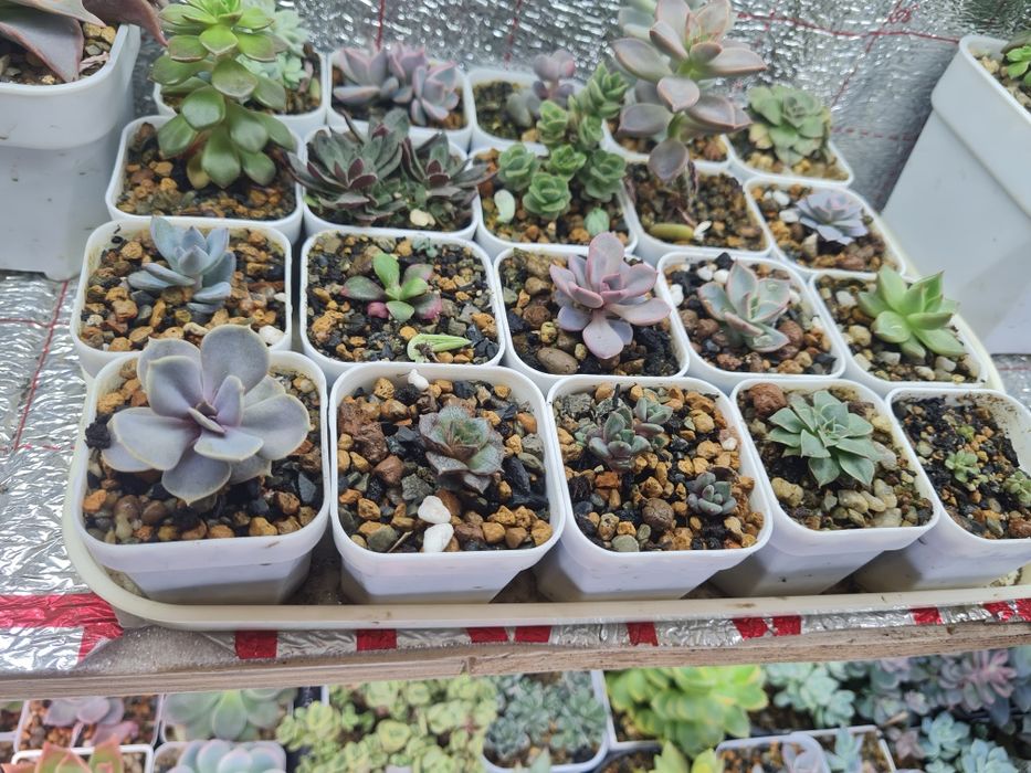 Суккуленты,цветы домашние