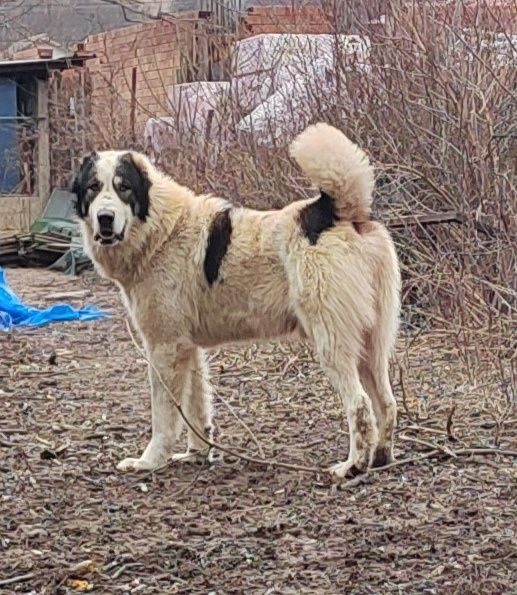 Сао, Алабай, Средноазиатска овчарка