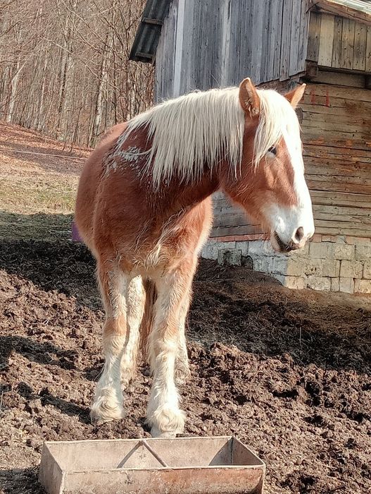 Vând 5 iepe Gestante și o Mânză face doi ani SE VÂND DOAR TOATE