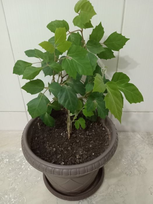 Комнатная березка