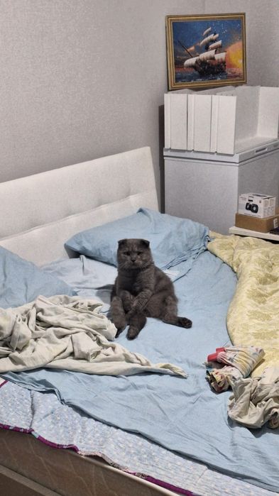 Отдадим кота в добрые руки