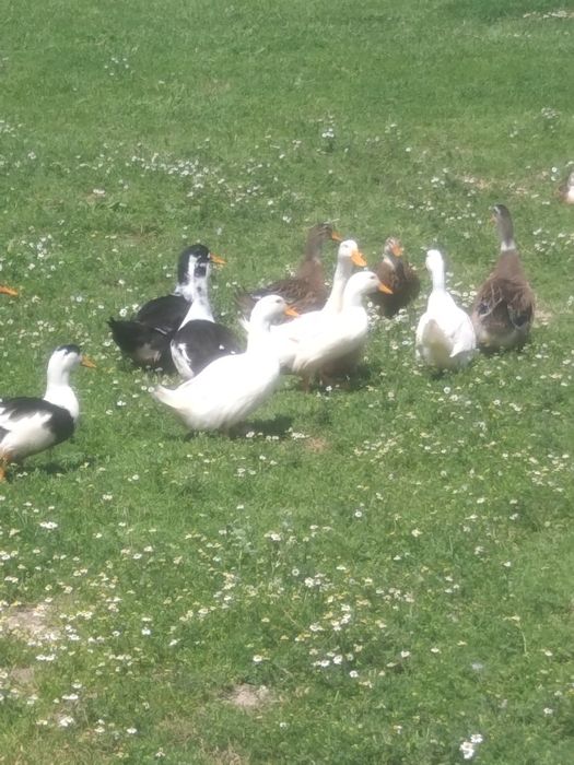 Яйца от  патици  за  люпене