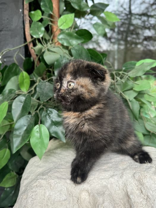 Скотиш Фолд