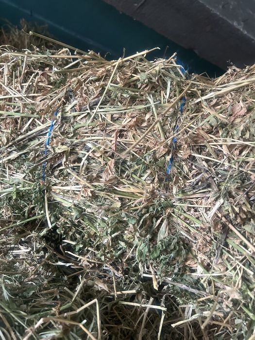 Vand baloti de lucerna curata fara iarba