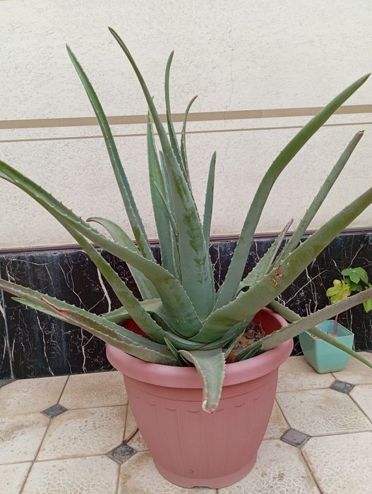 Алое Вера лечебный цветок