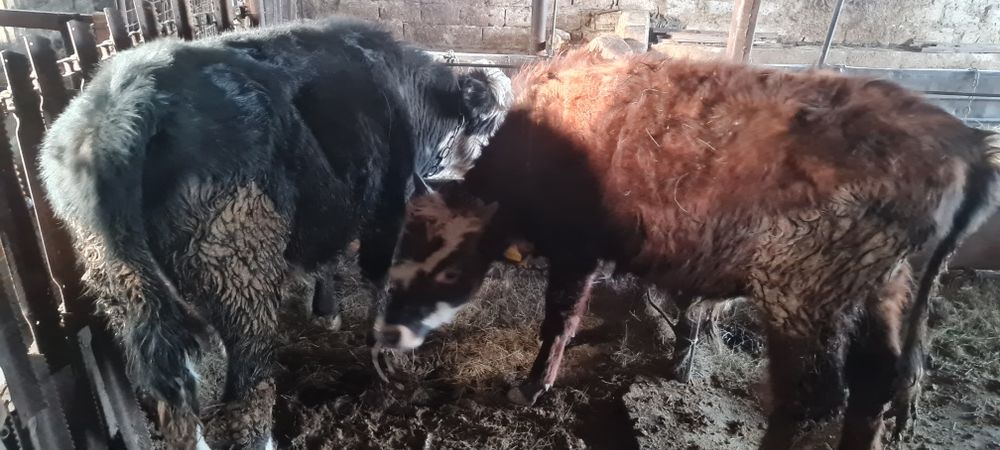 Продам двух бычков