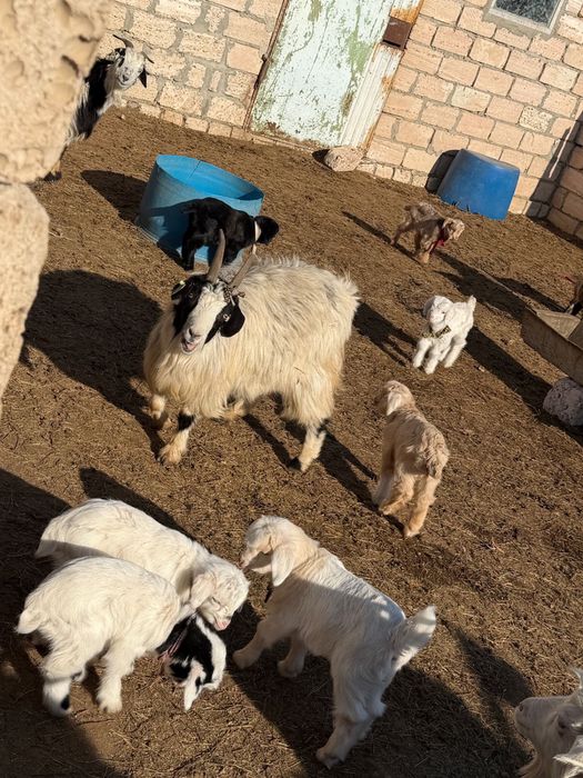 Лақты ешкілер сатылады