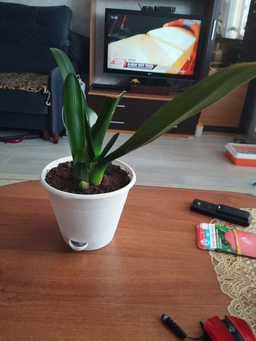 Продам Кливию находится в рабочем