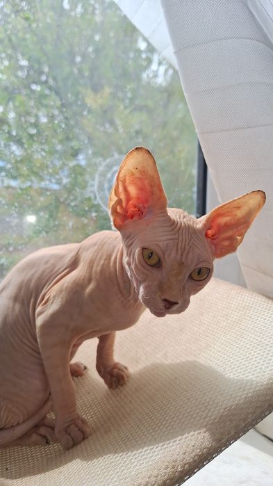 Шикарный котик. Канадец. 5 мес.