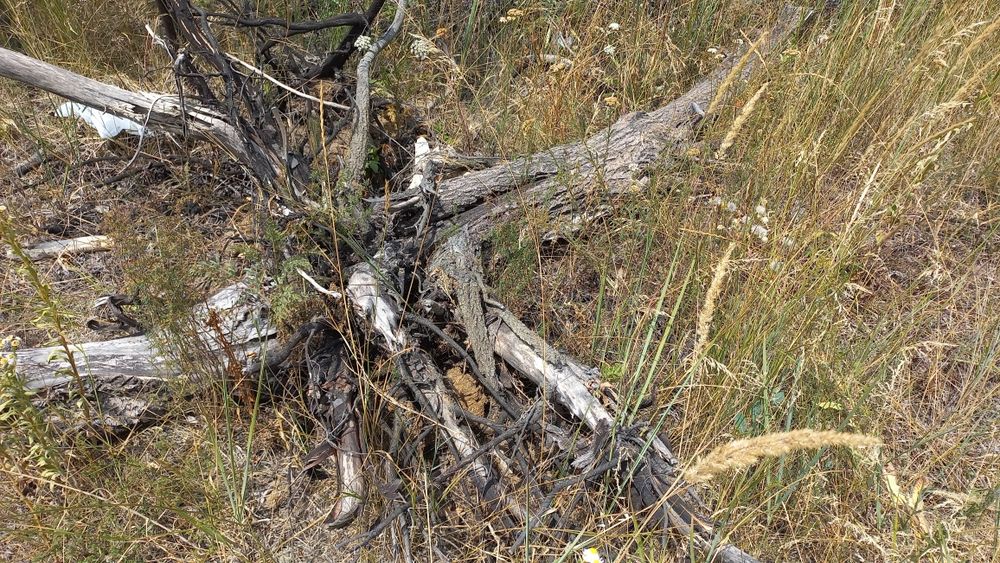 Vand lemn de foc  salcie rezultat din curatarea terenuluiuratat