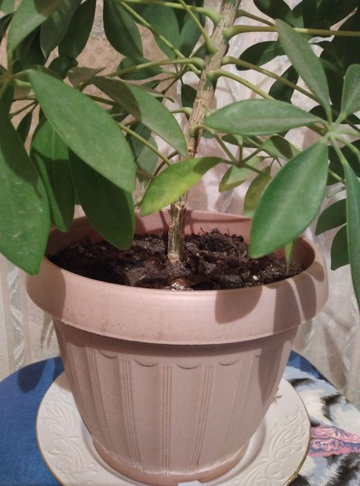 Комнатное растение шеффлера