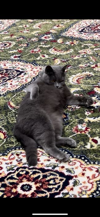 Продается кошка Скотиш Страйт