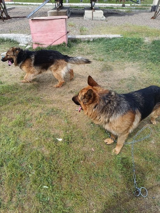 Немецкие овчарки.