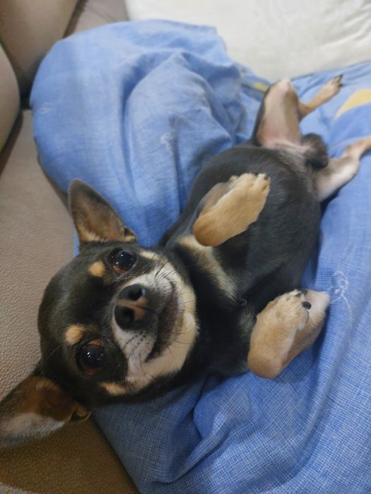 Очаровательный Чихуахуа