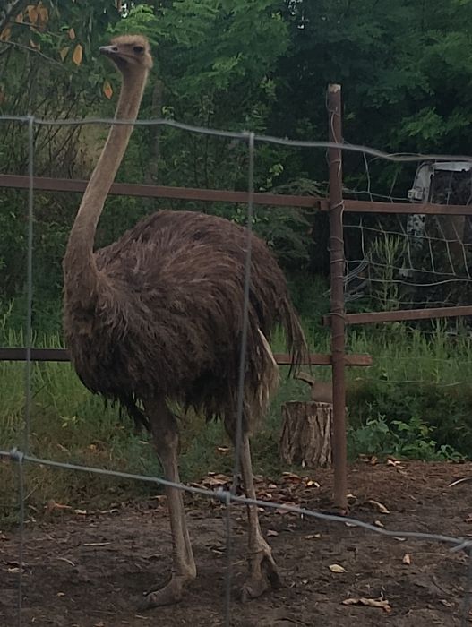 Vând o femela struț matura
